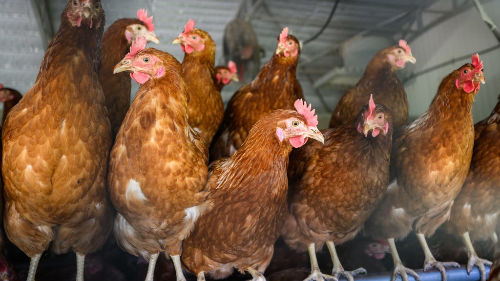 Approximately 90 "backyard flock" birds in Northern California affected by avian flu — CBS Bay Area (KPIX), Tiburon Community news