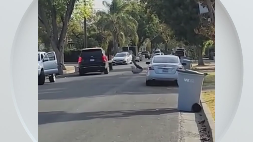 Federal immigration vehicle hits pedestrian in Woodland, police say — CBS Bay Area (KPIX), Tiburon Health news