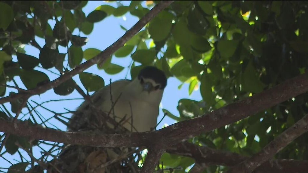 Oakland's official bird among those threatened with removal of downtown trees for housing complex — CBS Bay Area (KPIX), Tiburon Real Estate news