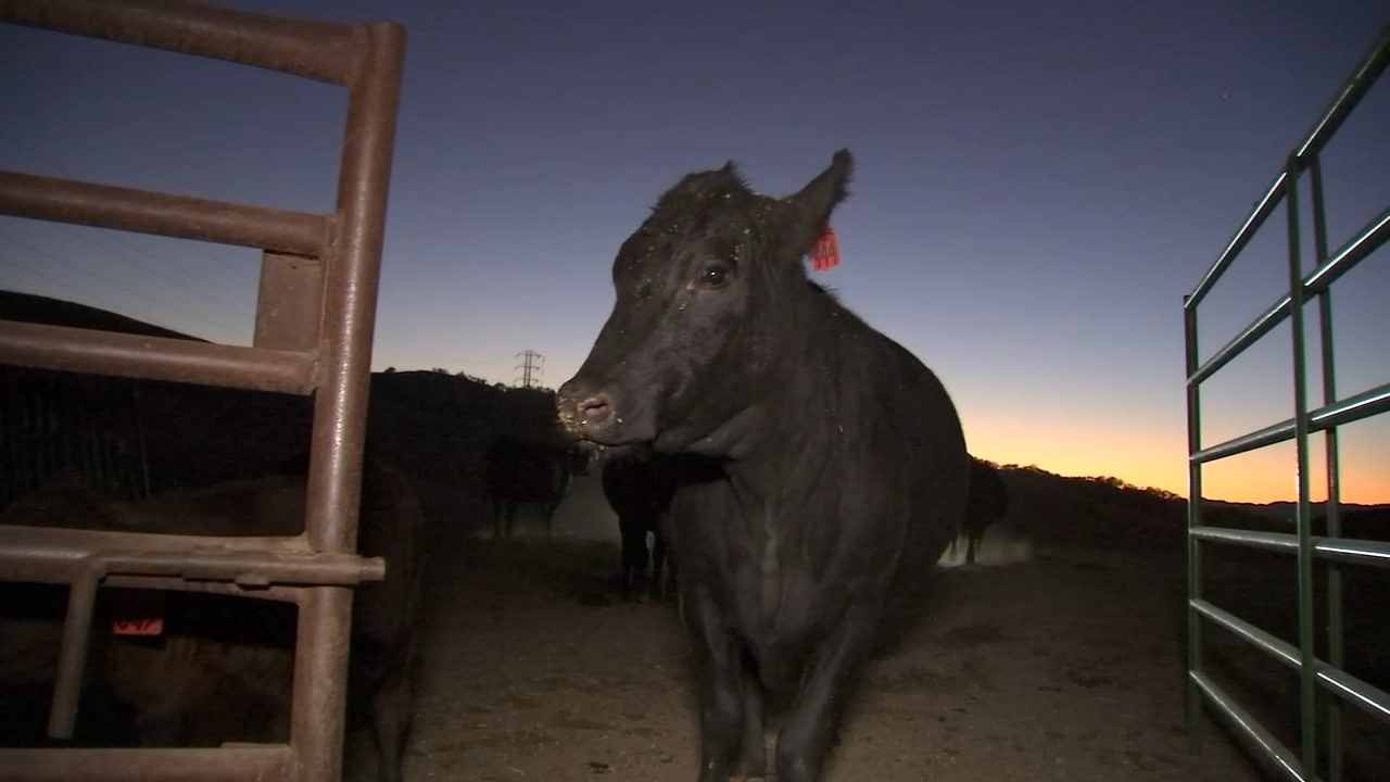 PG&E Public Safety Power Shutoffs leave Bay Area ranchers, residents frustrated
       — ABC 7 Bay Area, Tiburon Community news
