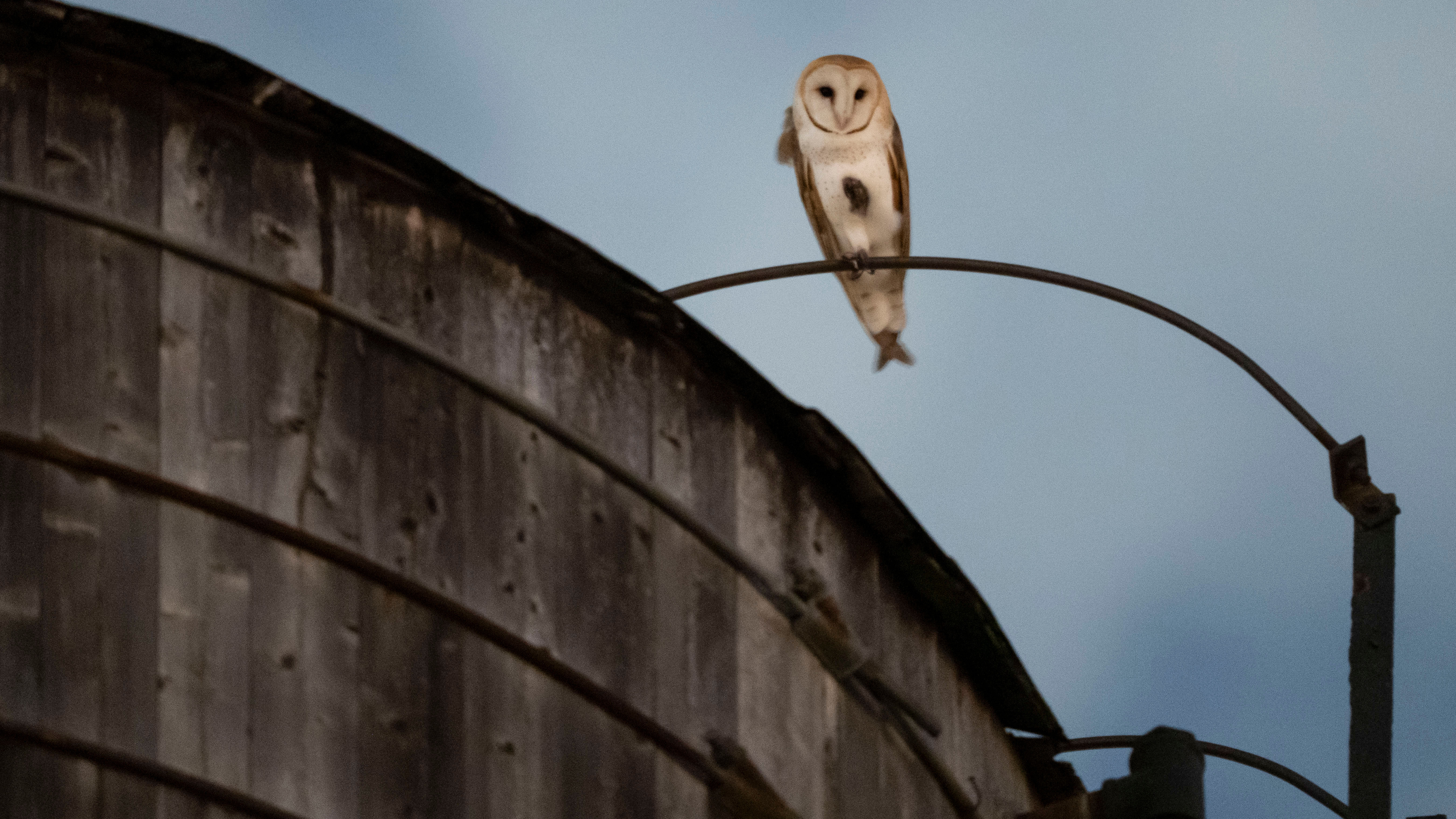 A rare family of barn owls moved into Manhattan's Upper West Side
       — ABC 7 Bay Area