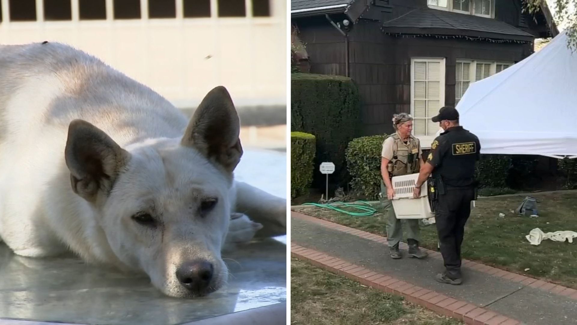 44 dogs removed from Vallejo 'hoarder' home linked to convicted breeder in animal cruelty case
— ABC 7 Bay Area, Tiburon Real Estate news