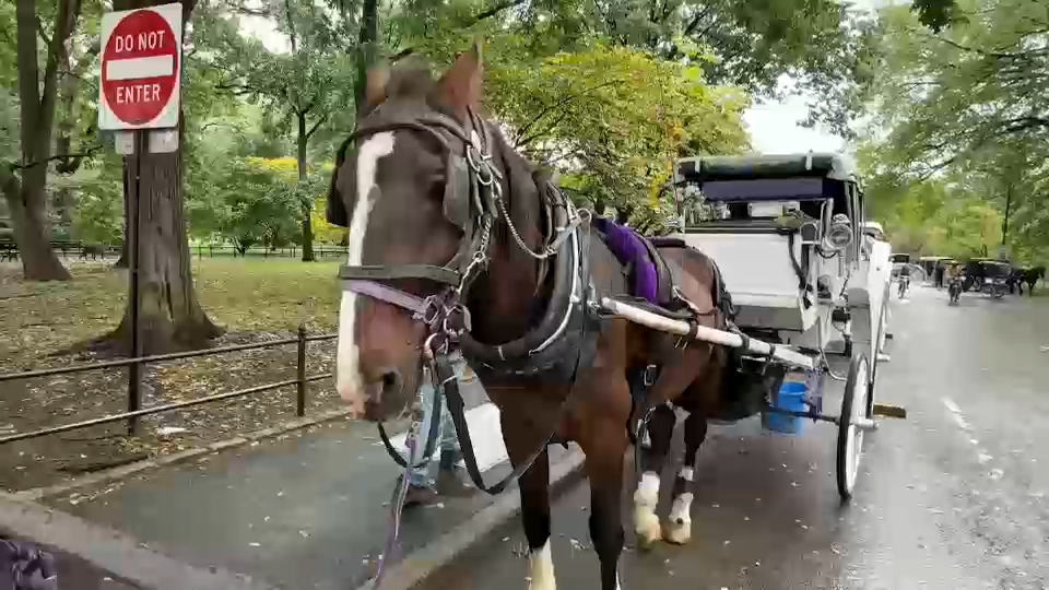 New York City Council passes law to phase out horse-drawn carriages by 2028
— ABC 7 Bay Area, Tiburon Government news