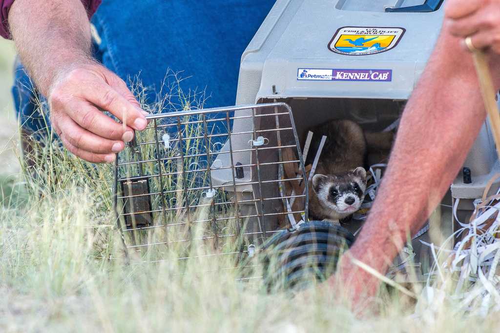 No black-footed ferrets found in Meeteetse, Wyoming, 40 years after a rescue saved the species  — WESH 2 Orlando