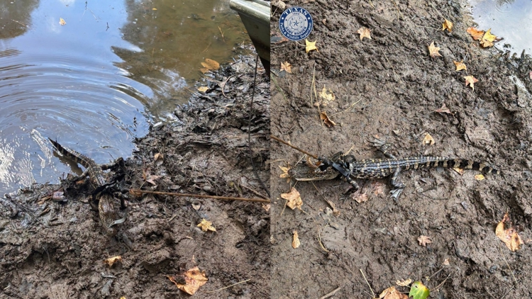 Alligator found tied to boat in East Texas pond; man cited for illegal possession, wardens say — KHOU 11 (Houston), Tiburon Sports news