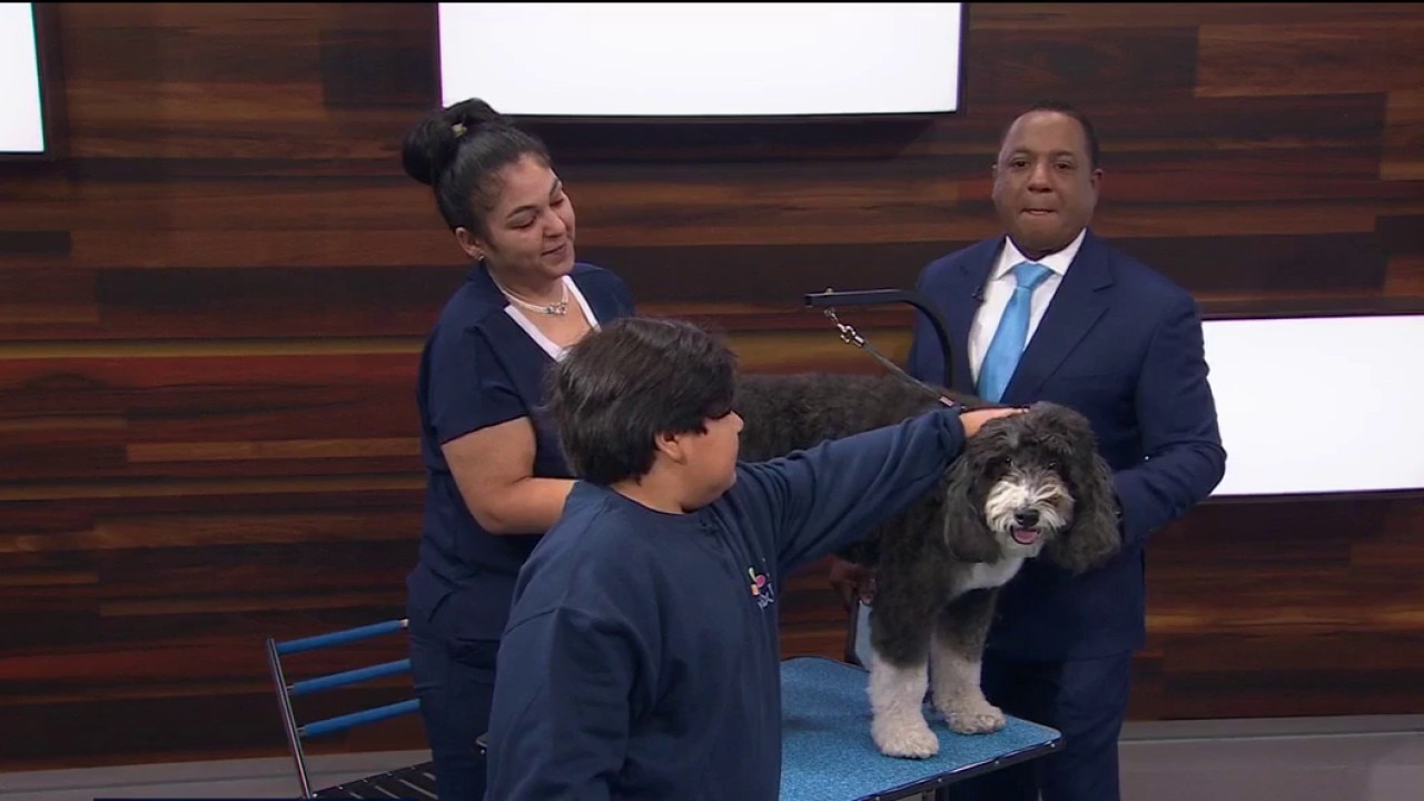 Your dog grooming questions answered — KTVU FOX 2 Bay Area, Tiburon Business news