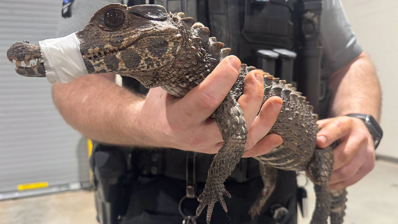 Watch: Deputies in Oklahoma capture escaped caiman after months on the loose — KTVU FOX 2 Bay Area, Tiburon Community news